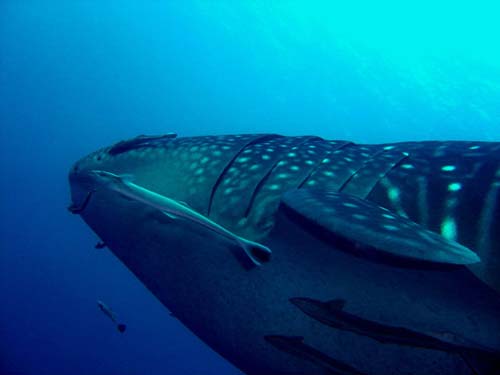 whaleshark koh tao thailand whaleshark koh tao thailand